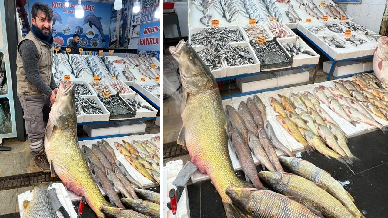 Barajdan dev turna yakaladı, kilosunu 500 liradan satışa çıkardı