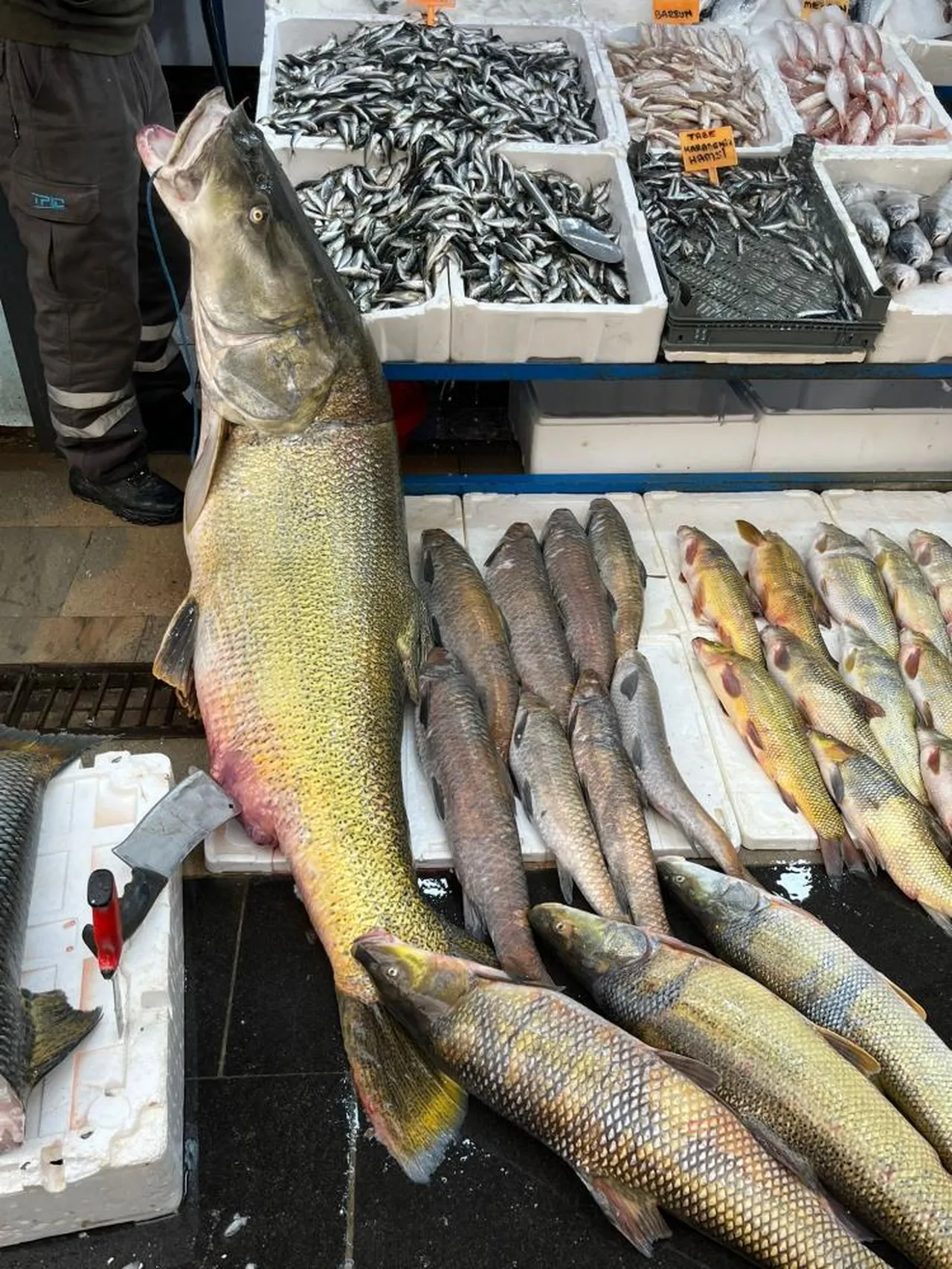 Barajdan dev turna yakaladı, kilosunu 500 liradan satışa çıkardı