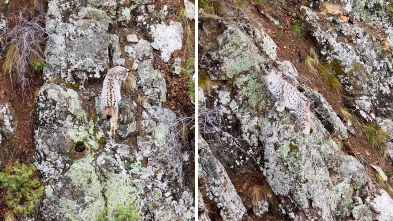 Bu görüntü her zaman yakalanamıyor! Artvin’de gebe vaşak kamerada