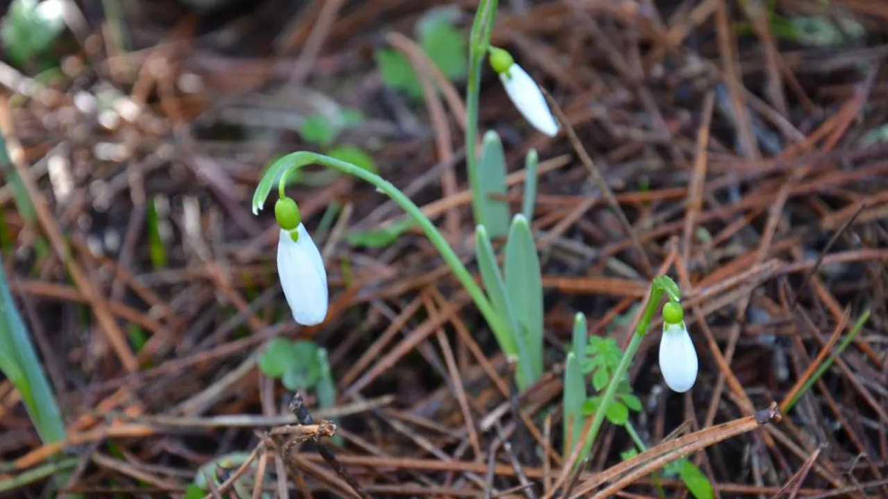 Cezası 5 yılda 7 kat arttı! Bu çiçeği koparan araba parası öder