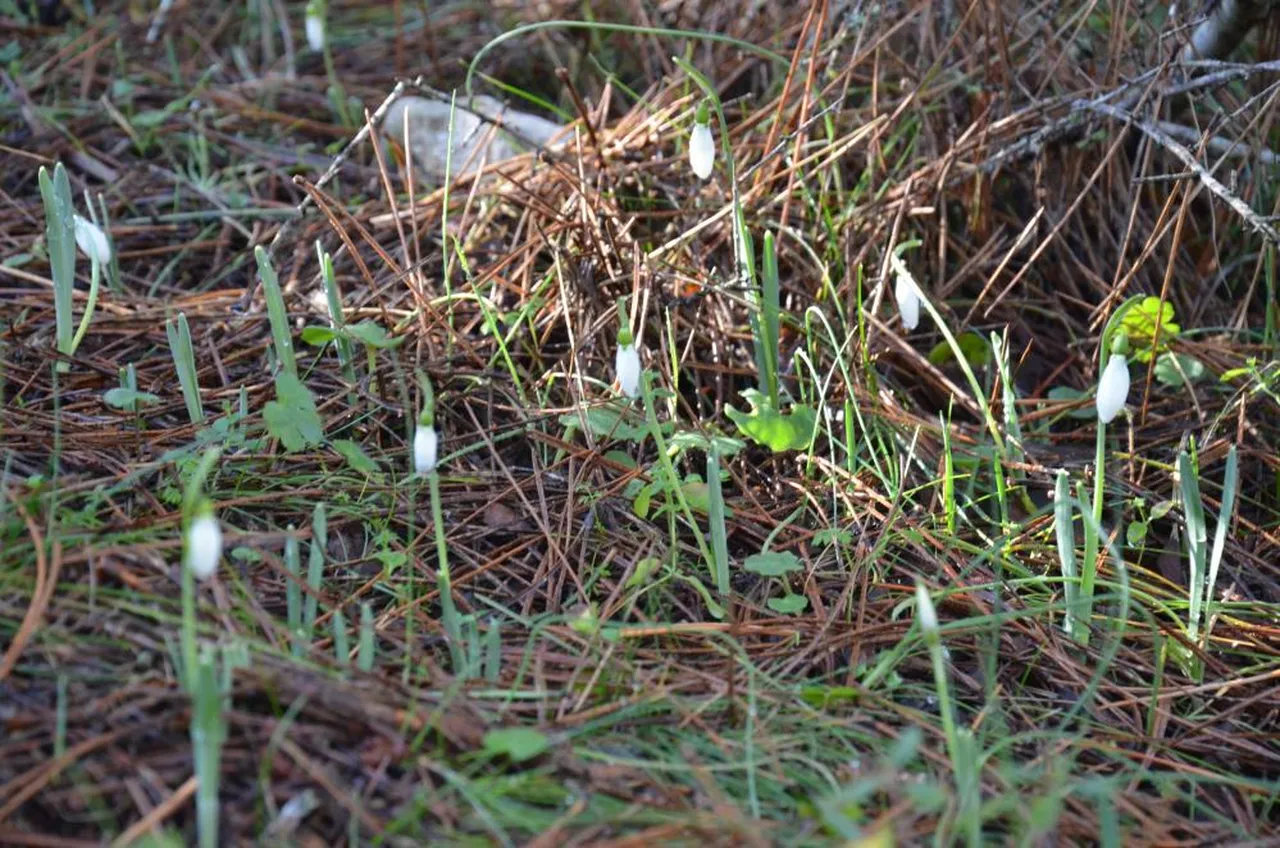 Cezası 5 yılda 7 kat arttı! Bu çiçeği koparan araba parası öder