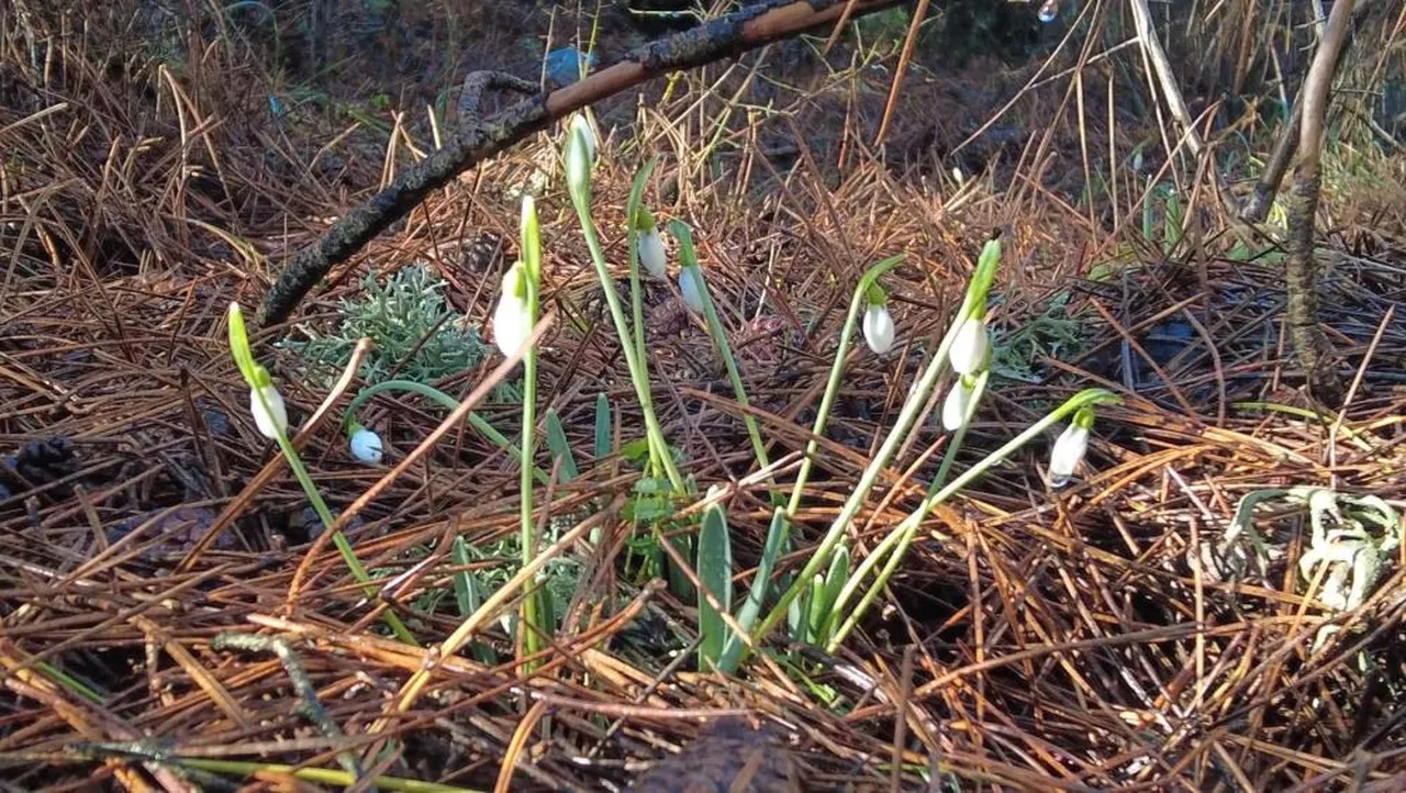 Cezası 5 yılda 7 kat arttı! Bu çiçeği koparan araba parası öder