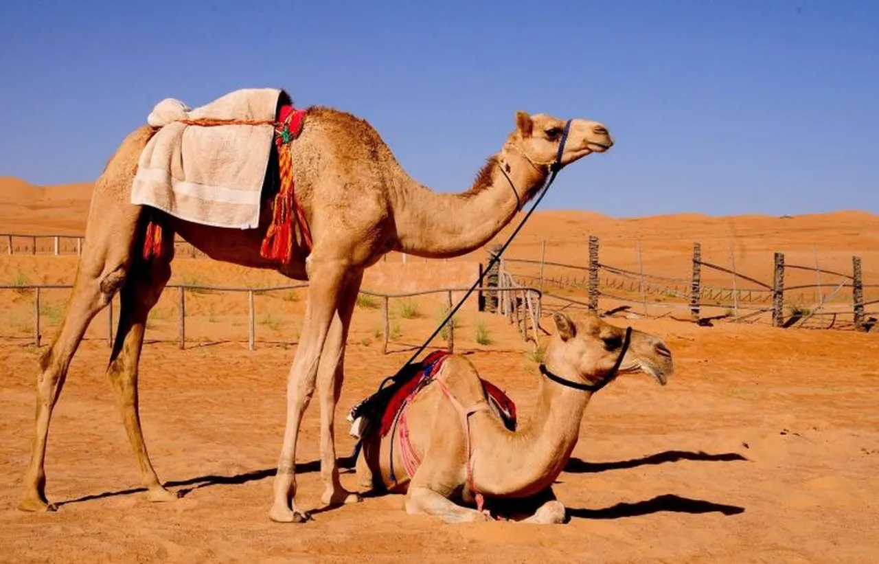 Develere yeşil pasaport geliyor!  2,2 milyon hayvan kayıt altına alınacak