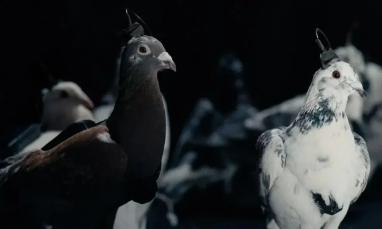 Putin'in kızı güvercinlere çip takıp casus gibi kullanıyor! Dünya canlı İHA'nın peşine düştü