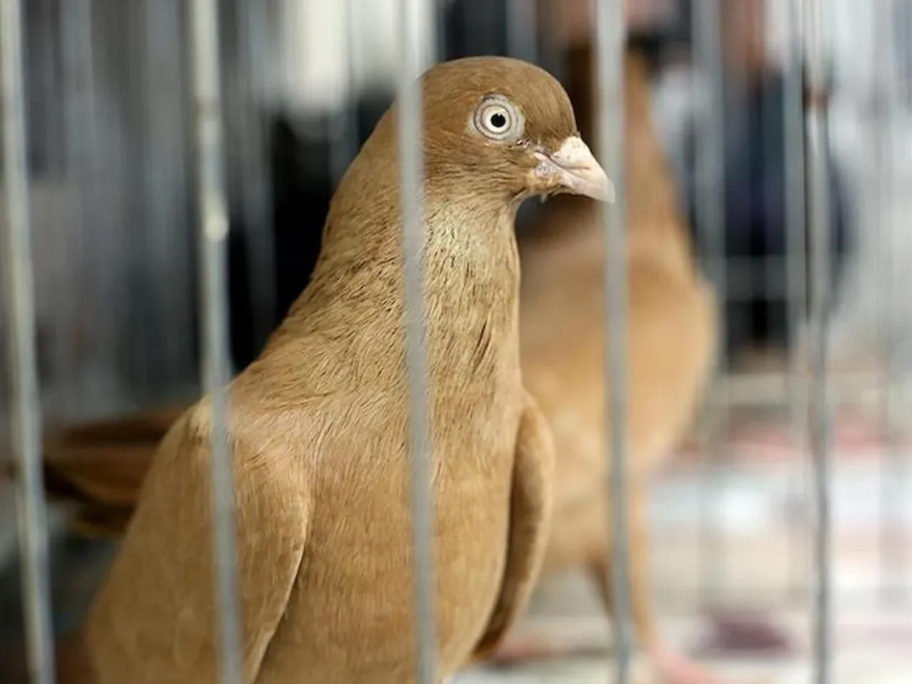 Putin'in kızı güvercinlere çip takıp casus gibi kullanıyor! Dünya canlı İHA'nın peşine düştü