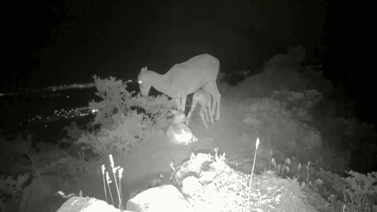 Sayıları 200'ün üzerine çıktı! Yavrularıyla görüntülendi