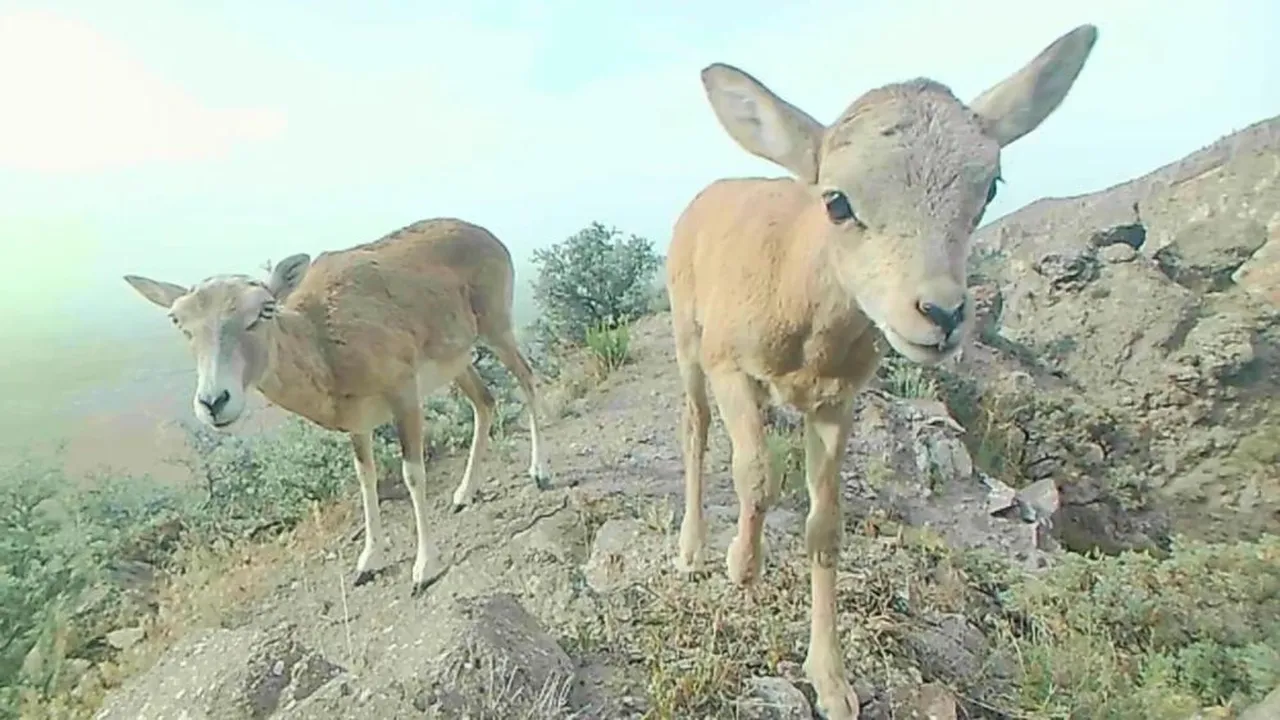 Sayıları 200'ün üzerine çıktı! Yavrularıyla görüntülendi