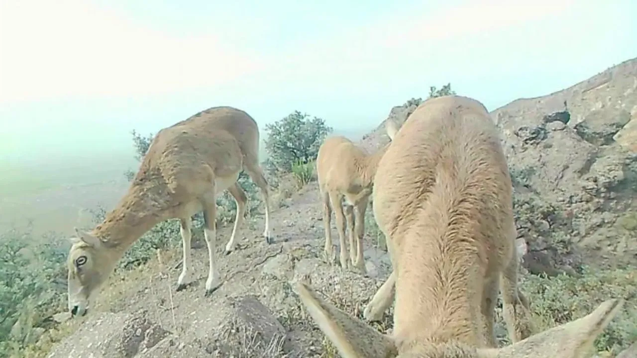 Sayıları 200'ün üzerine çıktı! Yavrularıyla görüntülendi