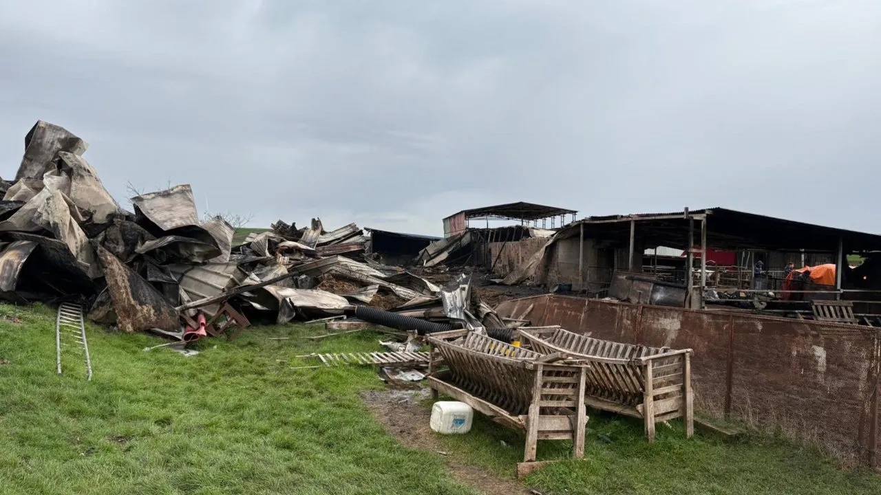 Tekirdağ'da çiftlikte yangın: 100 koyun öldü