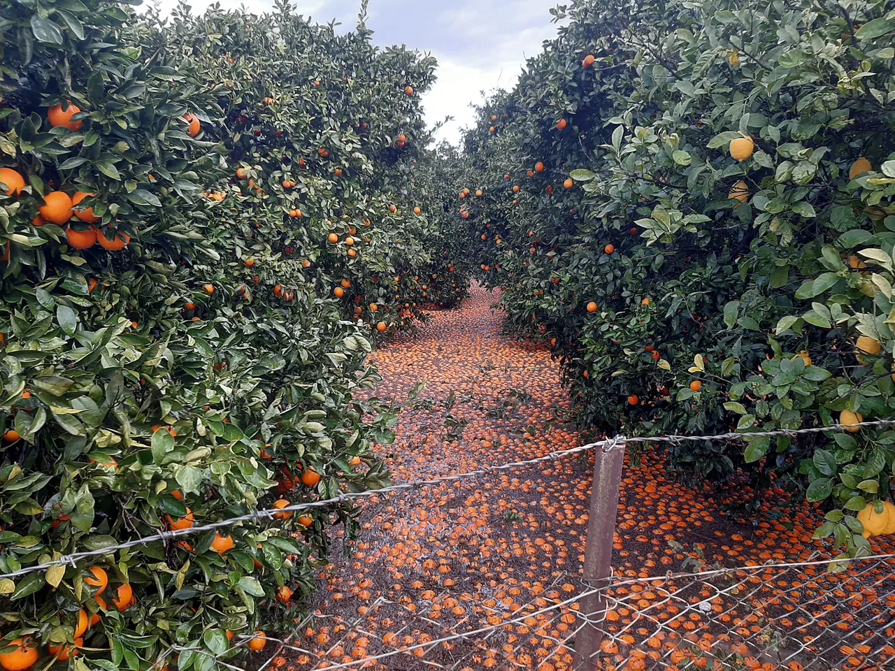 Meteoroloji uyarmıştı! Antalya’da hortum seraları talan etti