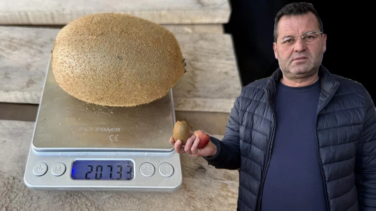 Grip olan ona koştu! Avrupa'nın bile dikkatini çekti... Bu kivilerin tanesi 200 gramdan fazla