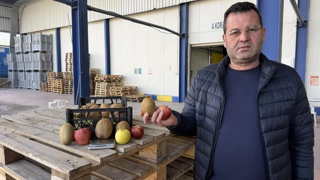 Grip olan ona koştu! Avrupa'nın bile dikkatini çekti... Bu kivilerin tanesi 200 gramdan fazla