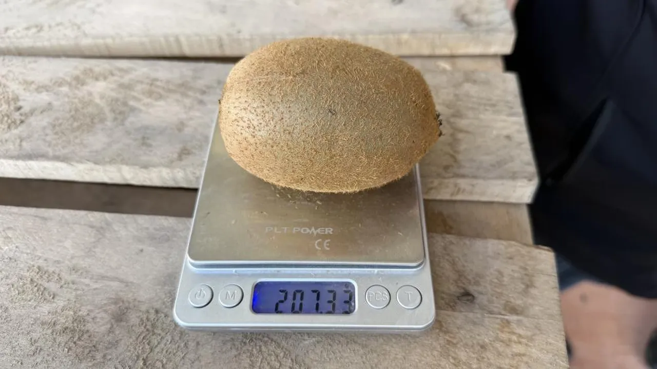 Grip olan ona koştu! Avrupa'nın bile dikkatini çekti... Bu kivilerin tanesi 200 gramdan fazla