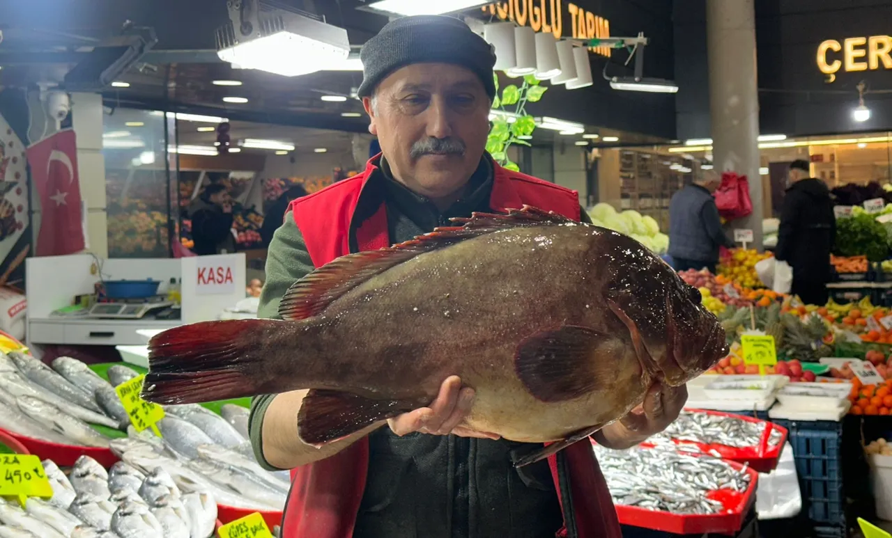 Nadir çıkan balık Sivas'ta tezgahlarda! Çeyrek altın karşılığında satılıyor