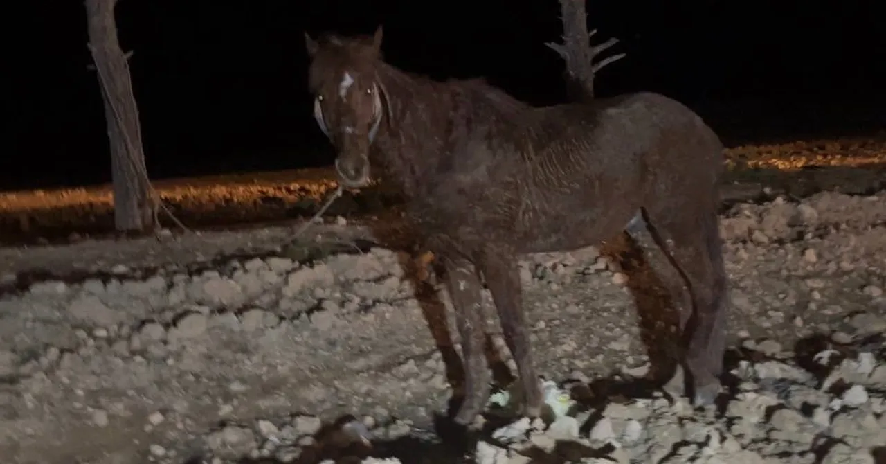 Otomobil, at arabasına çarptı! 2 kişi yaralandı
