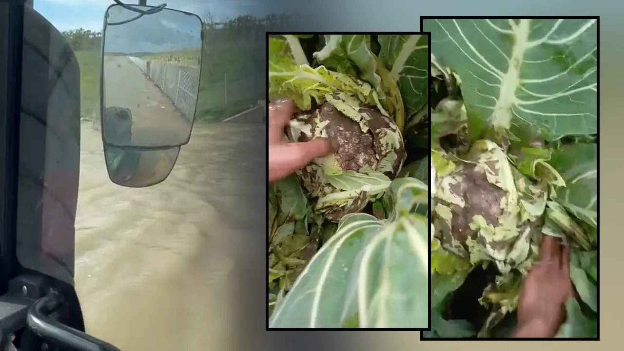 Çiftçiyi sel vurdu! Hasat için bekleyen sebzeler çamur içinde 
