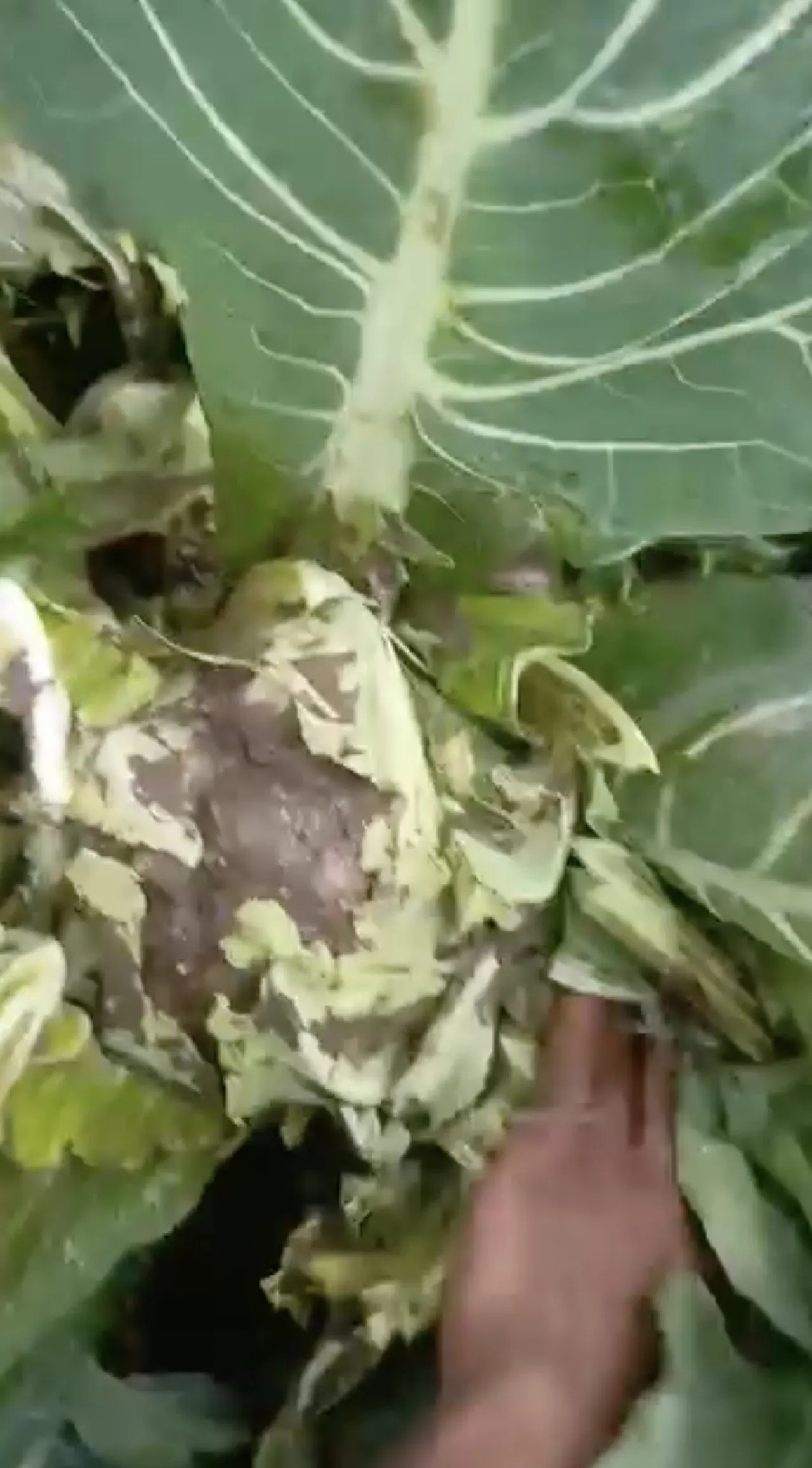 Çiftçiyi sel vurdu! Hasat için bekleyen sebzeler çamur içinde