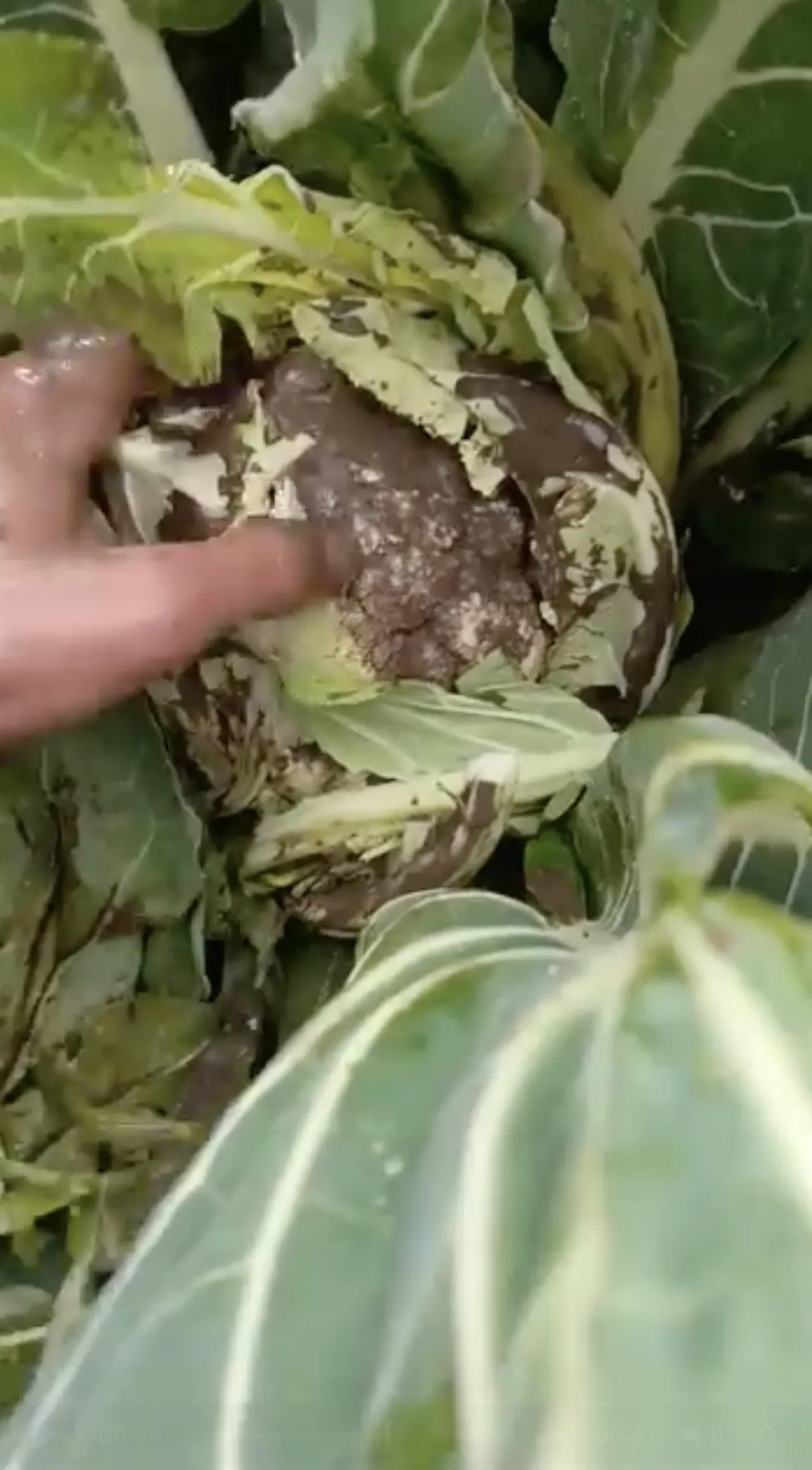 Çiftçiyi sel vurdu! Hasat için bekleyen sebzeler çamur içinde