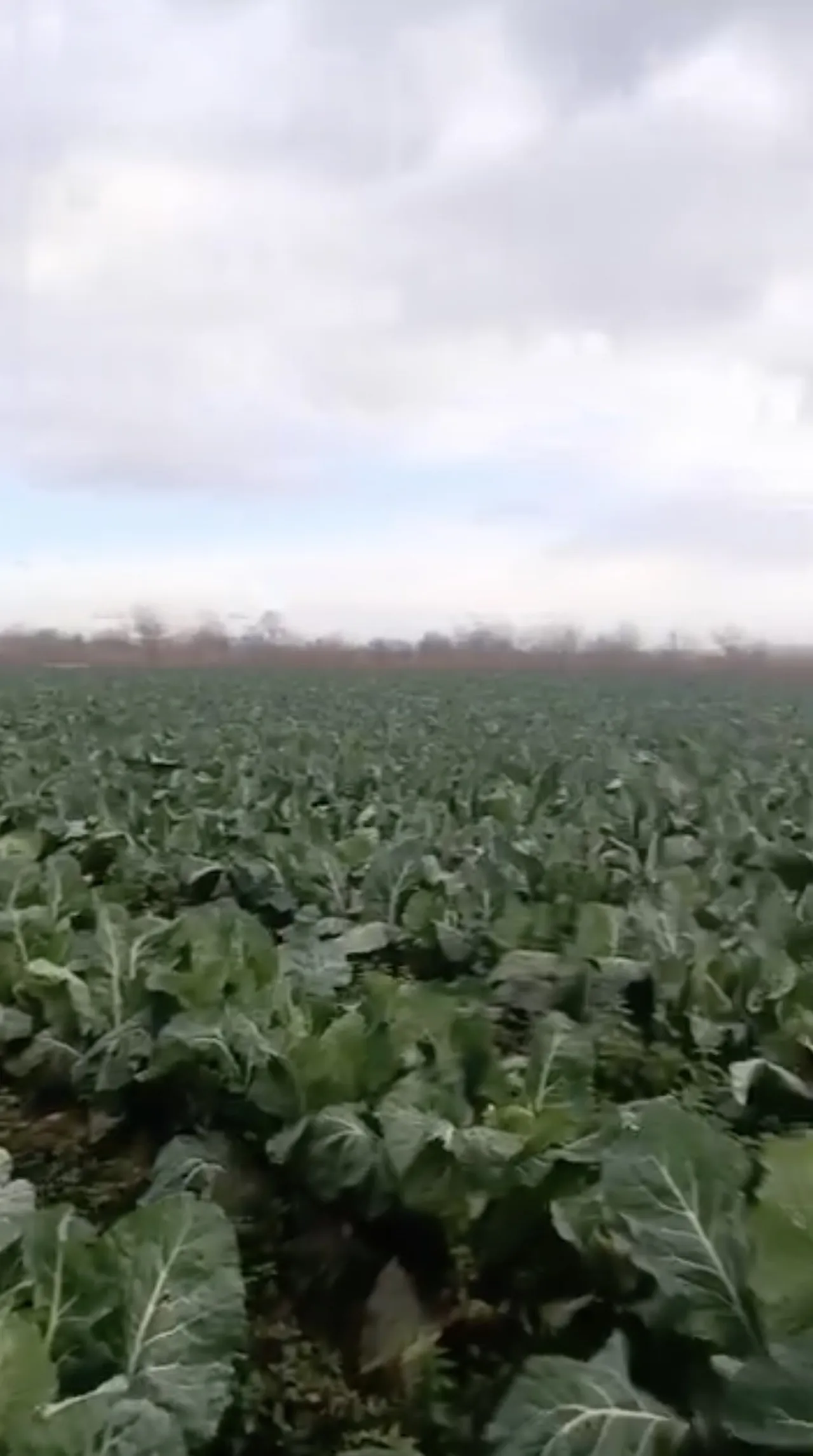 Çiftçiyi sel vurdu! Hasat için bekleyen sebzeler çamur içinde