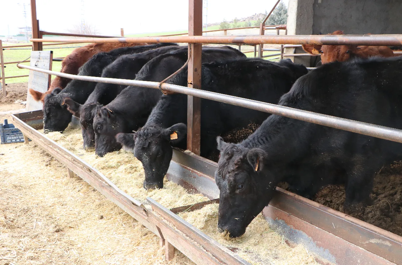 Devlet destekli proje etkili oldu! Kilisli üretici sürüsünü büyüttü