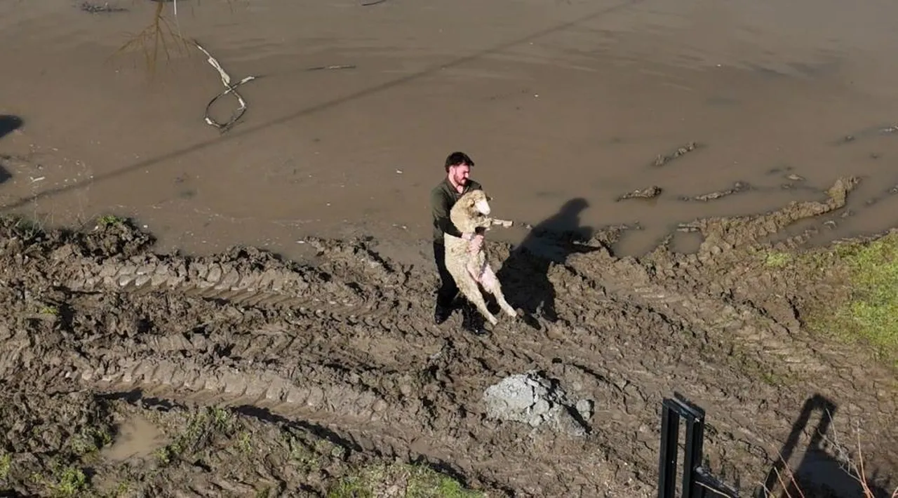 Edirne sular altında! Meriç taştı, can pazarı yaşandı