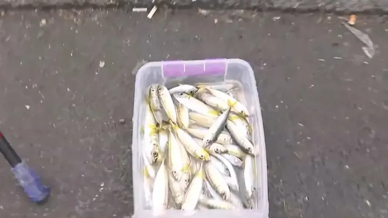 Galata’da şoke eden olay! ‘Veganım’ dedi, bir kova balığı denize döktü