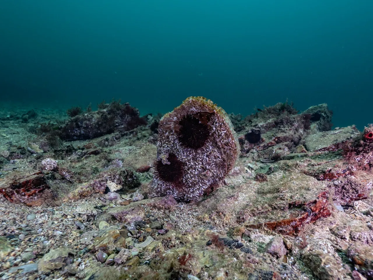 Marmara’da görüldü! Yüzde 60’ında var: 200 binden fazla kişiye oksijen olacak