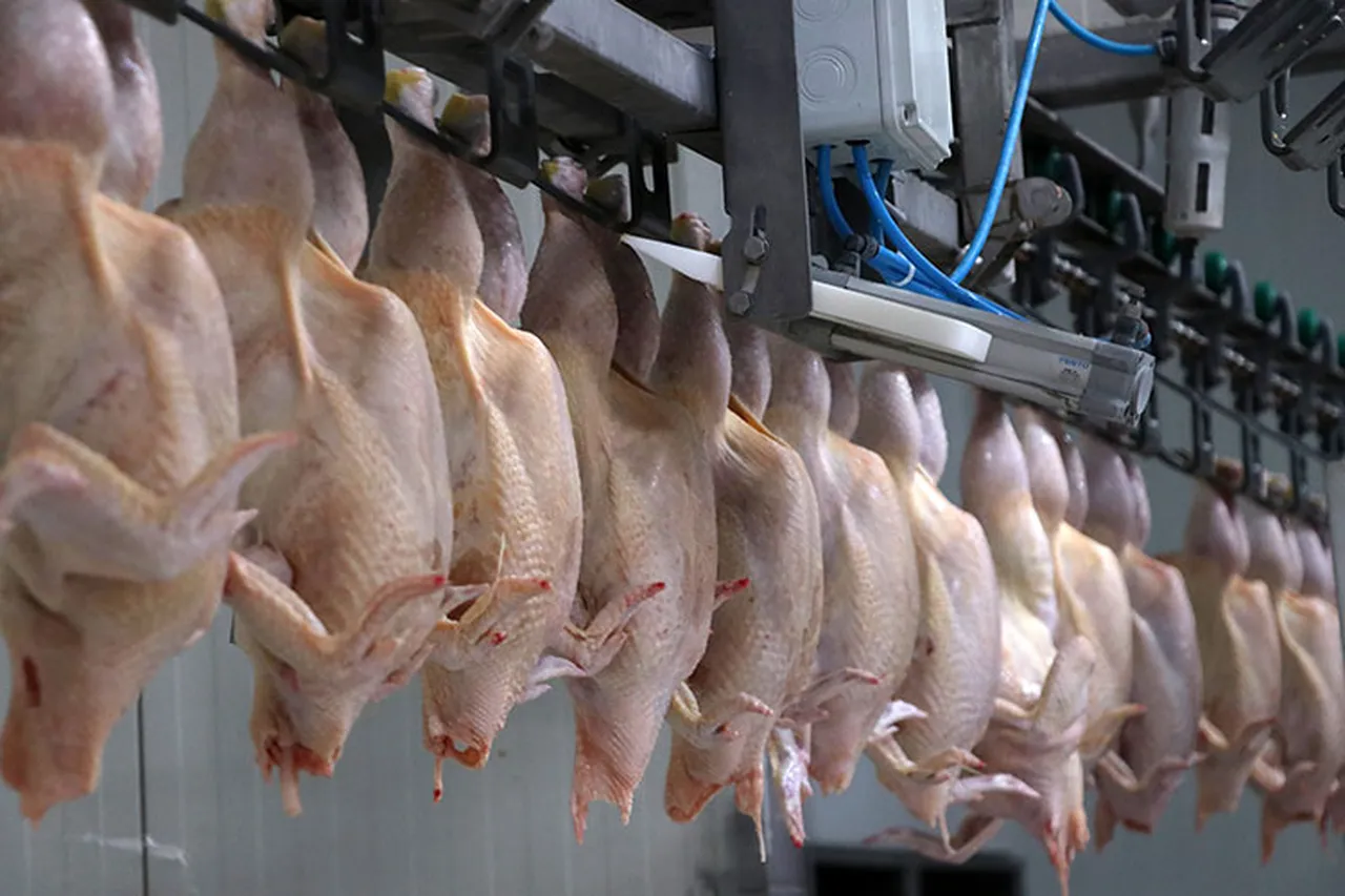 Tavuk ihracatı yarından itibaren durdurulacak!