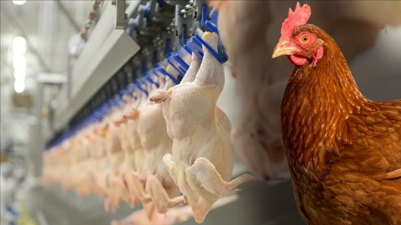 TAVUK İHRACATINA DURDURMA!