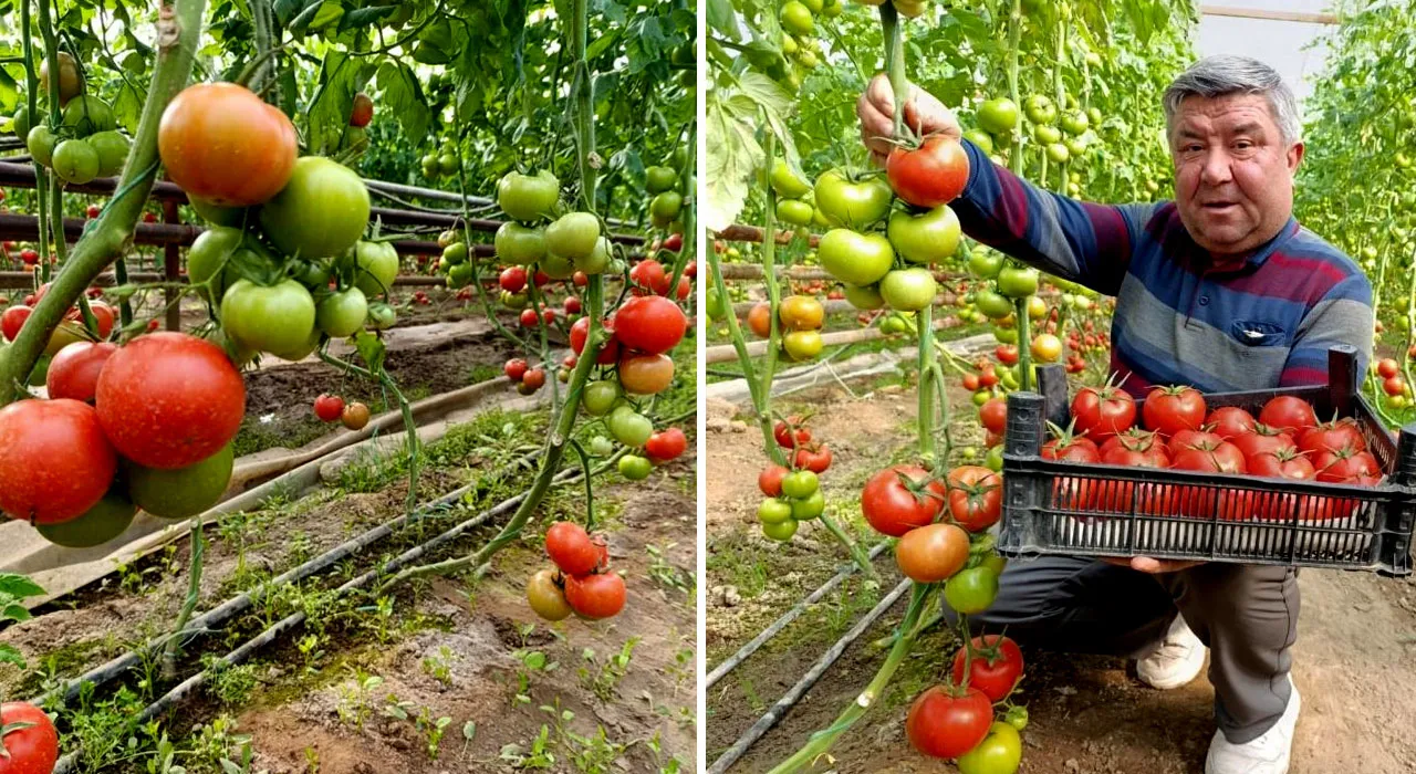 Toprağın altından gelen lezzet! Diğerlerine benzemiyor, pazarda kapış kapış gidiyor