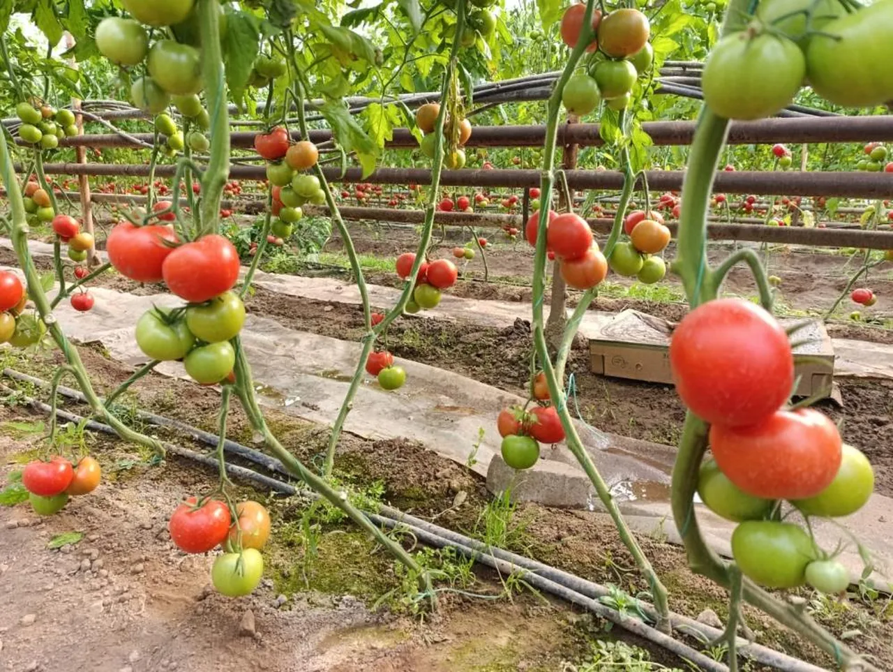 Toprağın altından gelen lezzet! Diğerlerine benzemiyor, pazarda kapış kapış gidiyor