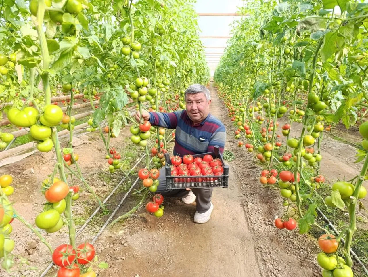 Toprağın altından gelen lezzet! Diğerlerine benzemiyor, pazarda kapış kapış gidiyor