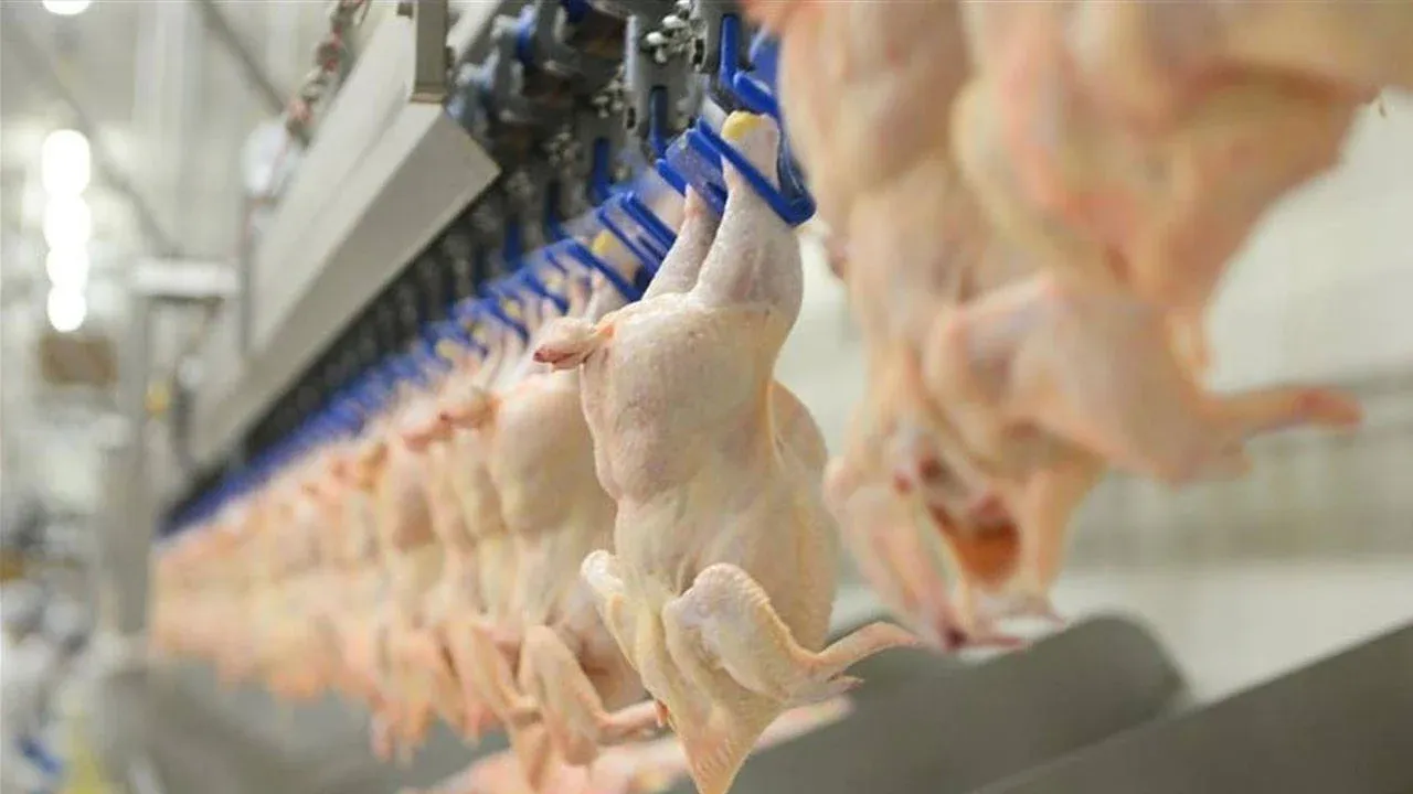 Ramazan öncesi tavuk etine zam yapmışlardı! Bakanlık'tan beklenen açıklama geldi