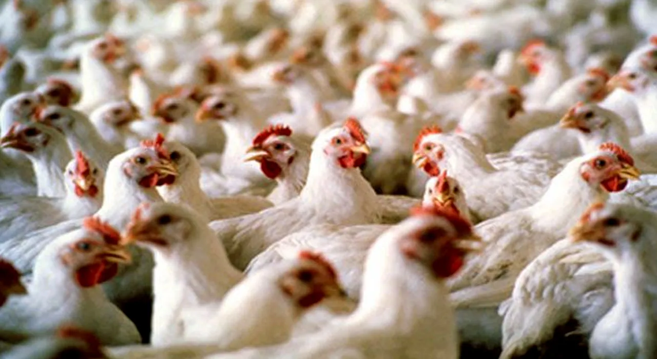 Tavuk ihracatı durduruldu! Fırsatçılar zam yaptı, bakanlık devreye girdi