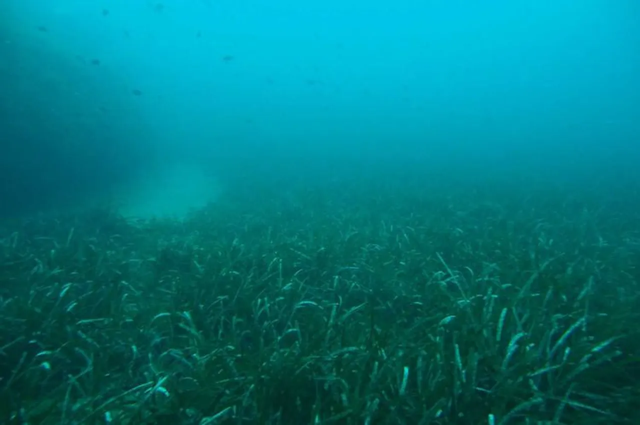 ‘Akdeniz’in akciğeri’ risk altında! Yılda 1 santimetre büyüyebiliyor, en çok İtalya’da var