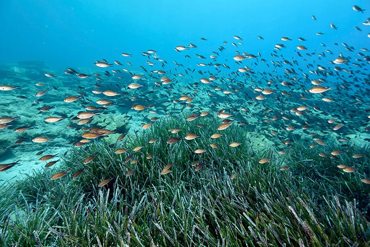 ‘Akdeniz’in akciğeri’ risk altında! Yılda 1 santimetre büyüyebiliyor, en çok İtalya’da var