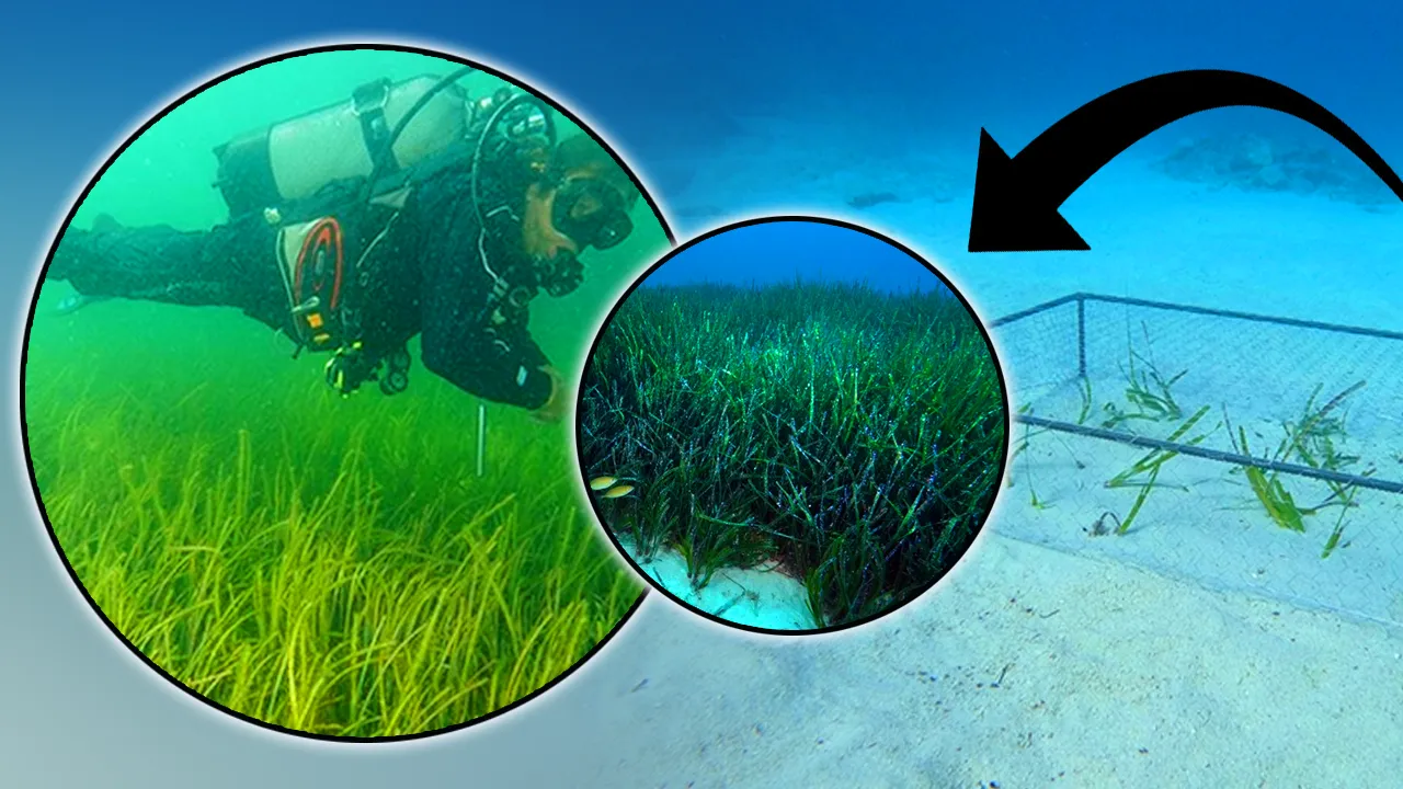 ‘Akdeniz’in akciğeri’ risk altında! Yılda 1 santimetre büyüyebiliyor, en çok İtalya’da var