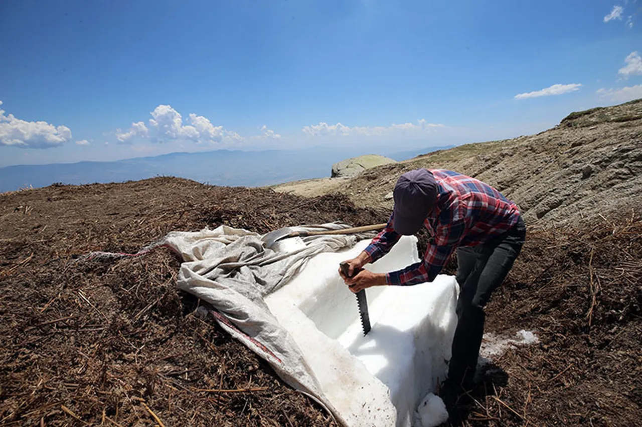 Dağlardan toplayıp toprağın altına gömüyorlar! Yazın serinleten lezzete dönüşüyor