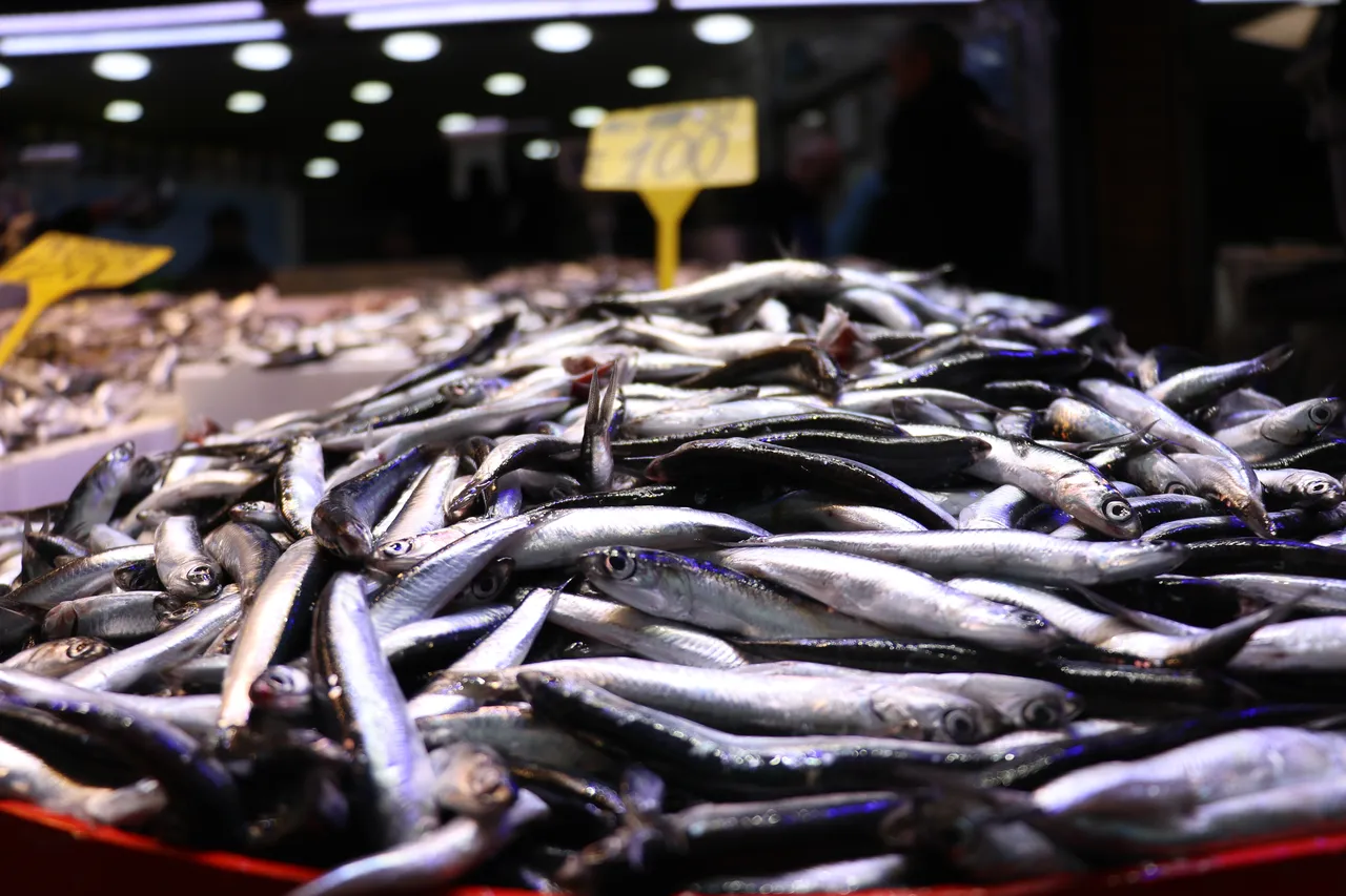 Hamsi yurda dönüş yaptı! Bolluk fiyatlara yansıdı, kilosu bakın kaç lira