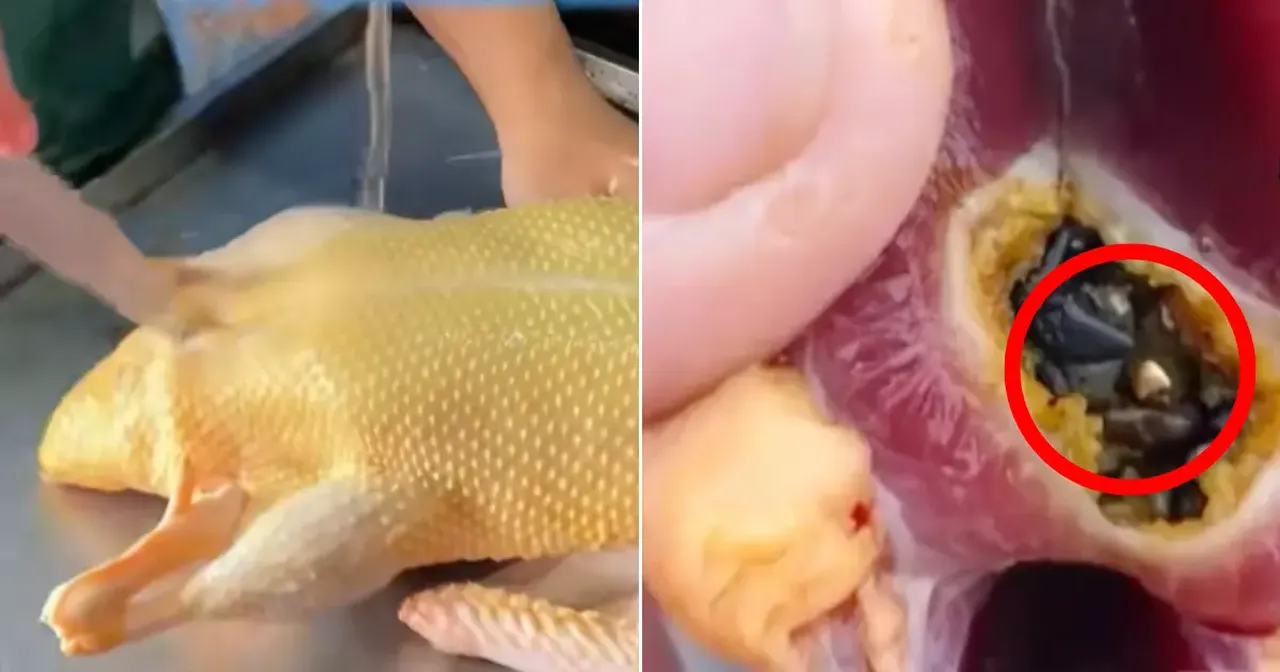 Akşam yemeği diye kesti, içinden servet çıktı: Ördeğin midesinden altın fışkırıyor