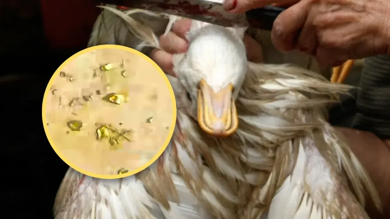 MİDESİNDEN ALTIN FIŞKIRIYOR!