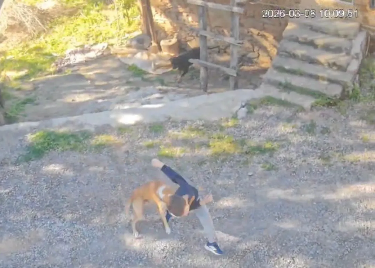 Antalya'da sahipsiz köpeğin saldırısına uğrayan 7 yaşındaki çocuk hastanelik oldu