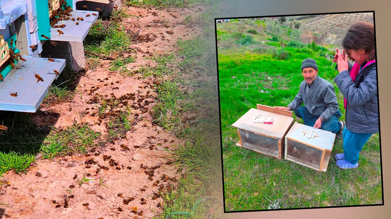 Arıcıları isyan ettiren ‘yanlış’ ilaçlama iddiası! Sezonluk emeğimiz gitti