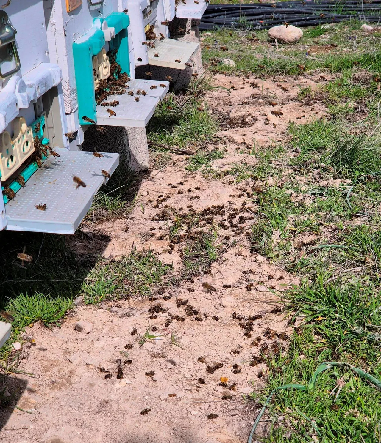 Arıcıları isyan ettiren ‘yanlış’ ilaçlama iddiası! Sezonluk emeğimiz gitti