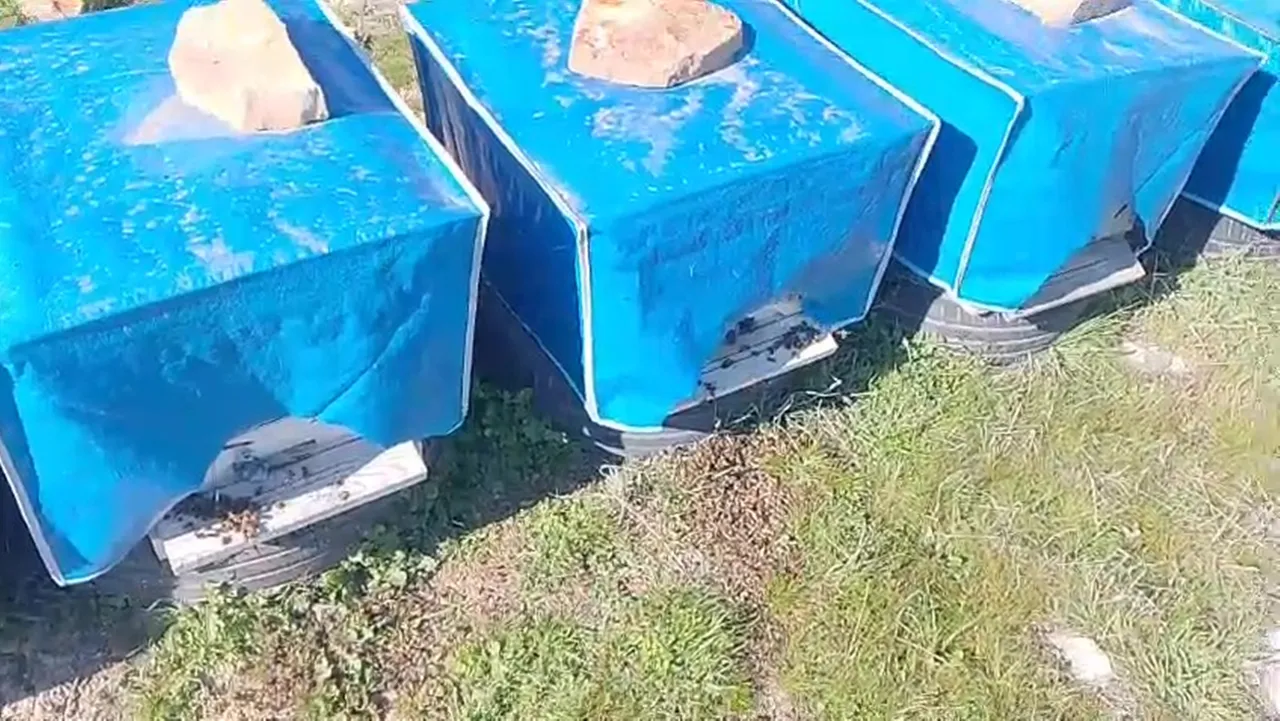 Arıcıları isyan ettiren ‘yanlış’ ilaçlama iddiası! Sezonluk emeğimiz gitti