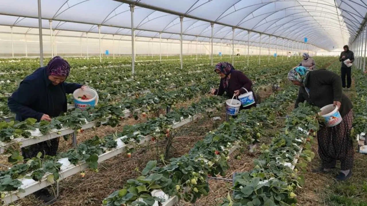 İlçe yoğurduyla meşhurdu! Şimdi çilek de ön planda... Kilosu 160 lira