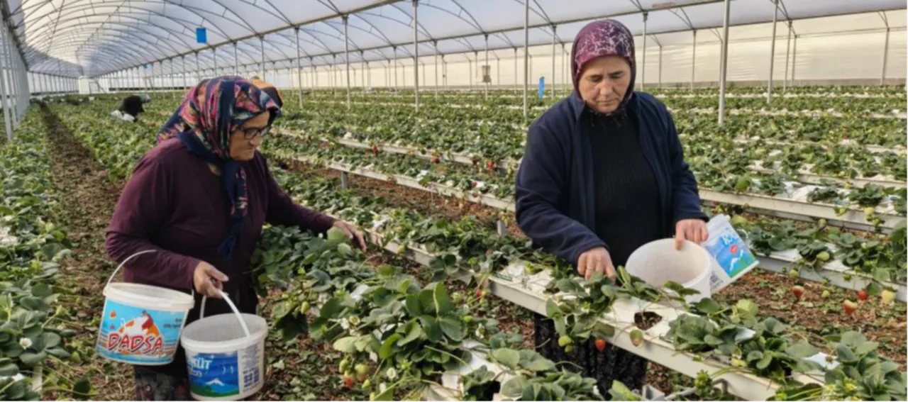 İlçe yoğurduyla meşhurdu! Şimdi çilek de ön planda... Kilosu 160 lira