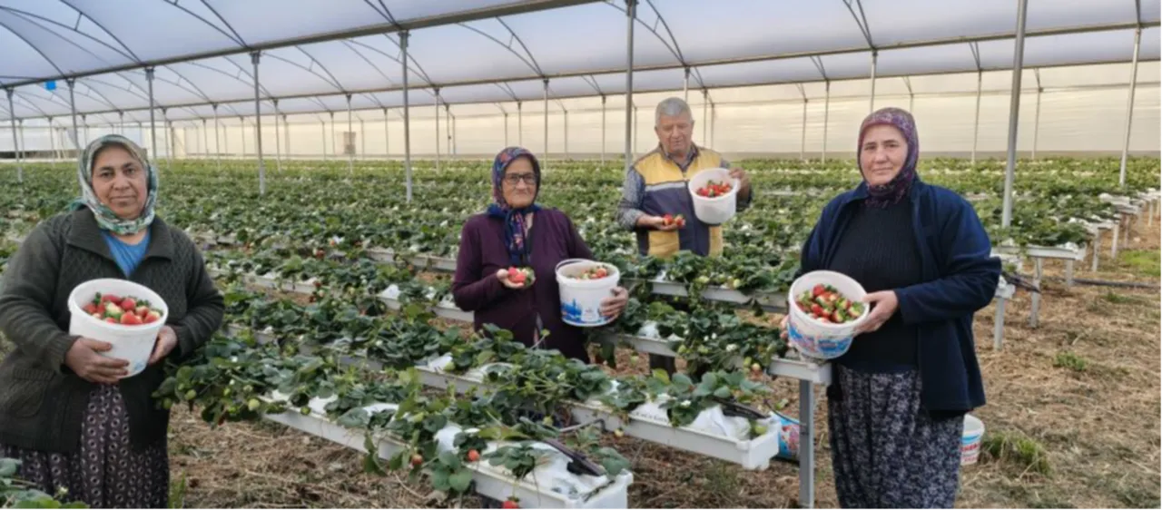 İlçe yoğurduyla meşhurdu! Şimdi çilek de ön planda... Kilosu 160 lira