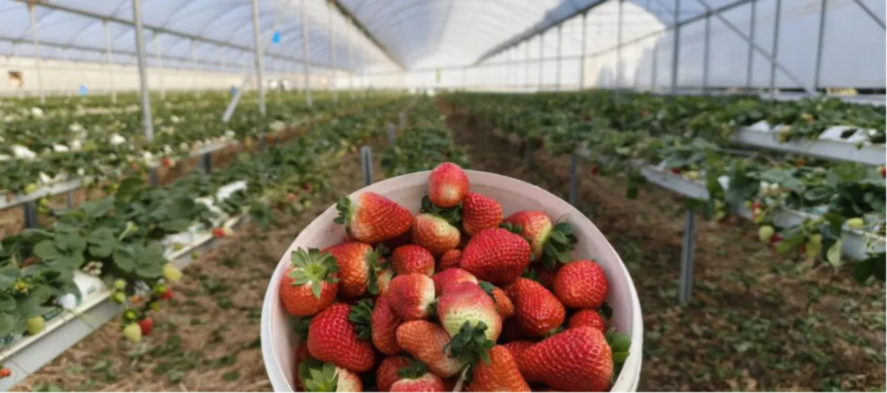 İlçe yoğurduyla meşhurdu! Şimdi çilek de ön planda... Kilosu 160 lira