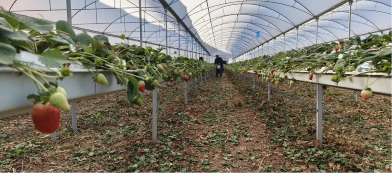 İlçe yoğurduyla meşhurdu! Şimdi çilek de ön planda... Kilosu 160 lira